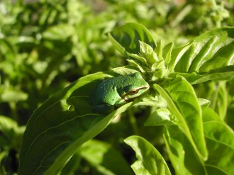 The story of the Frog and the Basil