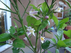 Thriving lemons with flowers