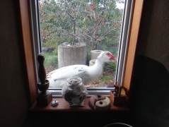 Duck on window sill