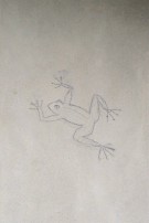 A Tree Frog - a sensitive amphibian